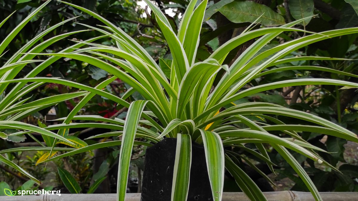 All Types Of Spider Plants 16 Chlorophytum Comosum Varieties