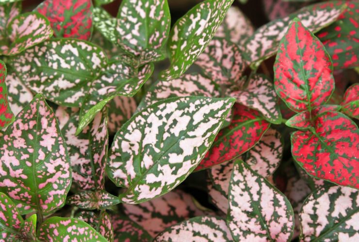 Polka Dot Plants Archives Spruceberg