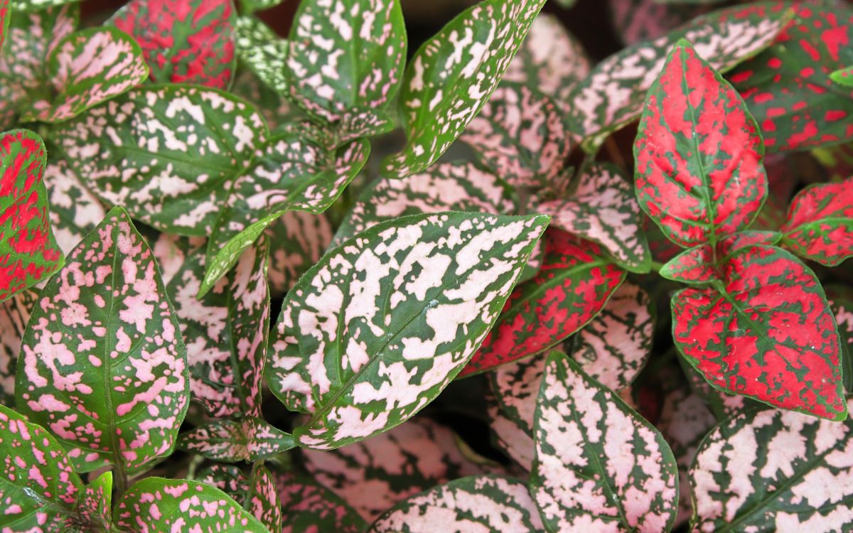 Is Polka Dot Plant Perennial? (Yes, BUT…)