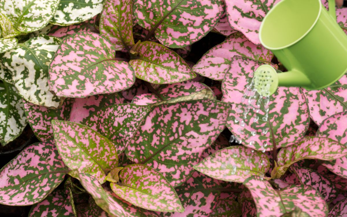 how often to water polka dot plant