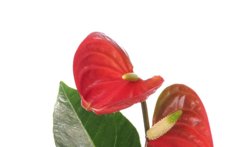 Anthurium - Polka Dot Companion Plant