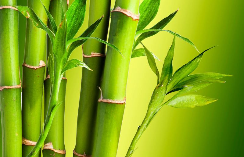 Bamboo