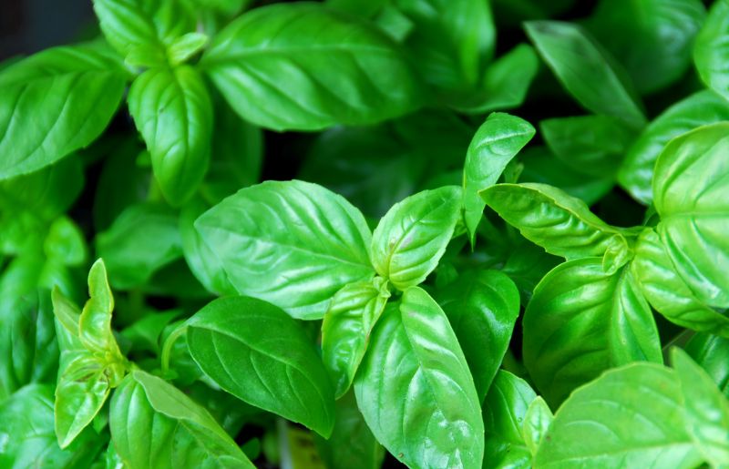 Basil Plant