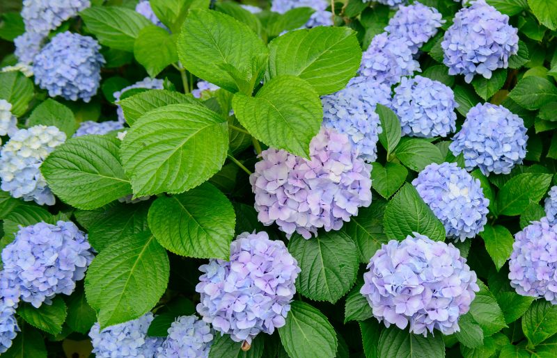 Bigleaf Hydrangea