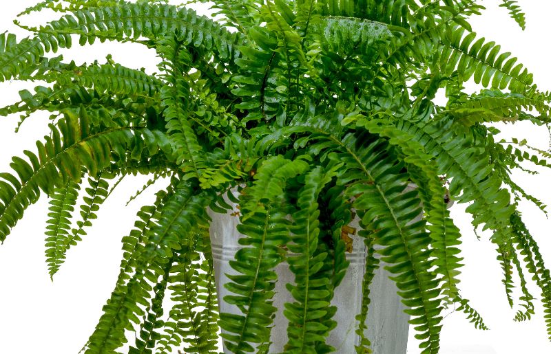 Boston Fern