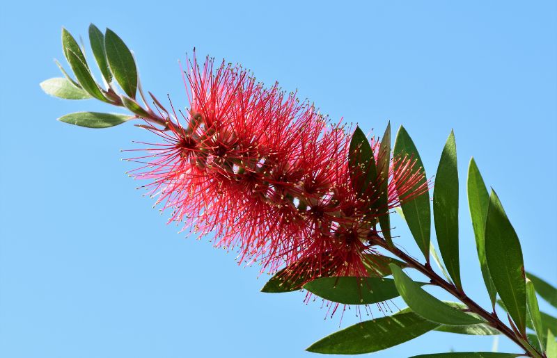 Bottlebrush