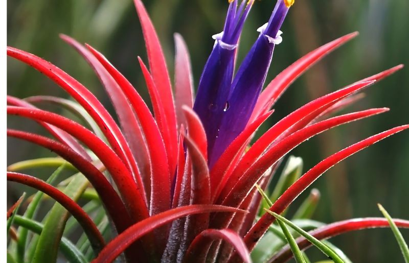 Bromeliads - Polka Dot Companion Plant