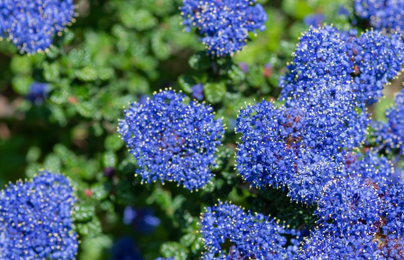 Ceanothus