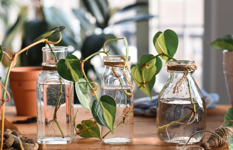 Clean water for pothos