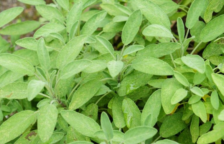 Which Plants Like Wood Ashes which-plants-like-wood-ashes