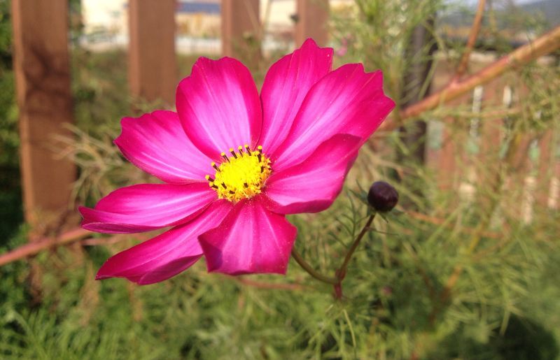 Cosmos Flower