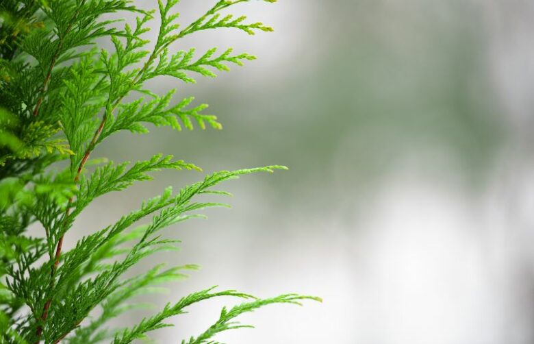 8 Best Plants for Windy Balconies