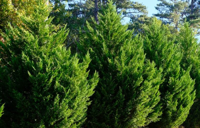 10-trees-that-don-t-lose-their-leaves