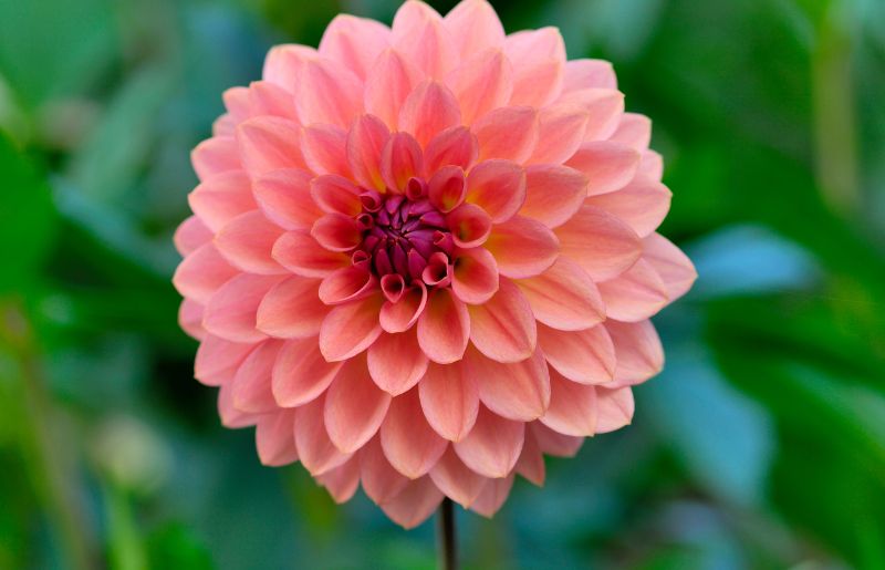 Dahlia