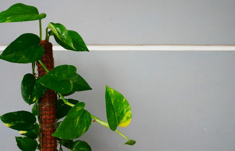 Top 10 Plants Giving Oxygen at Night