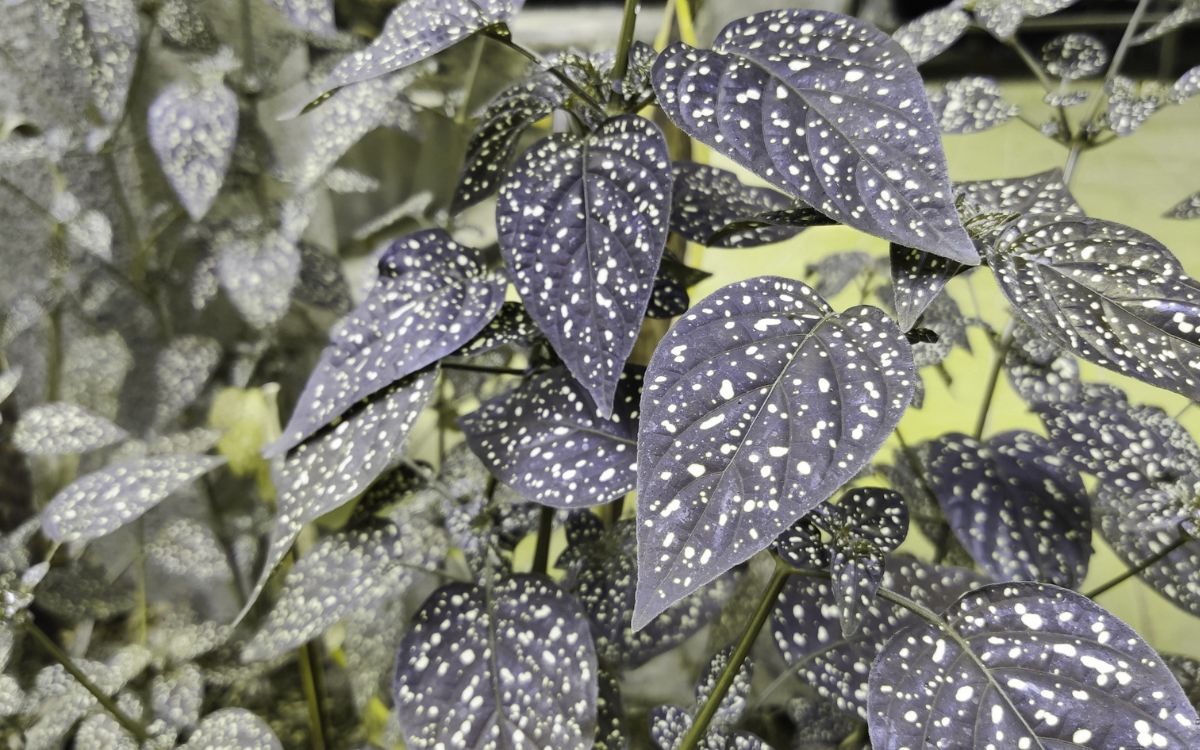 Fix Dying Polka Dot Plants