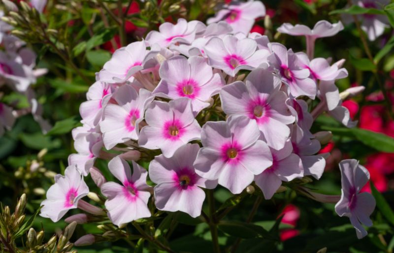 Garden Phlox