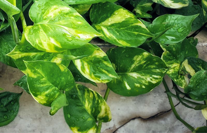 Golden Pothos