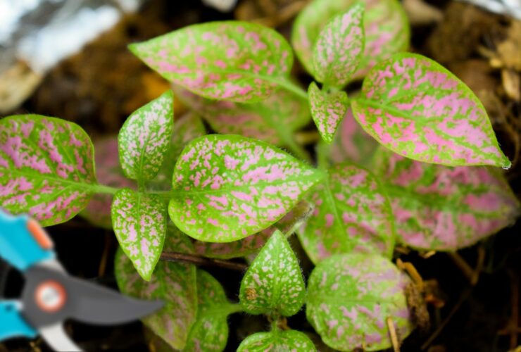 Polka Dot Plants Archives Spruceberg