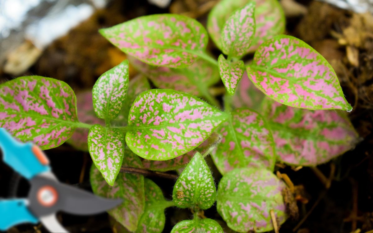 How To Prune Polka Dot Plants (The RIGHT Way)