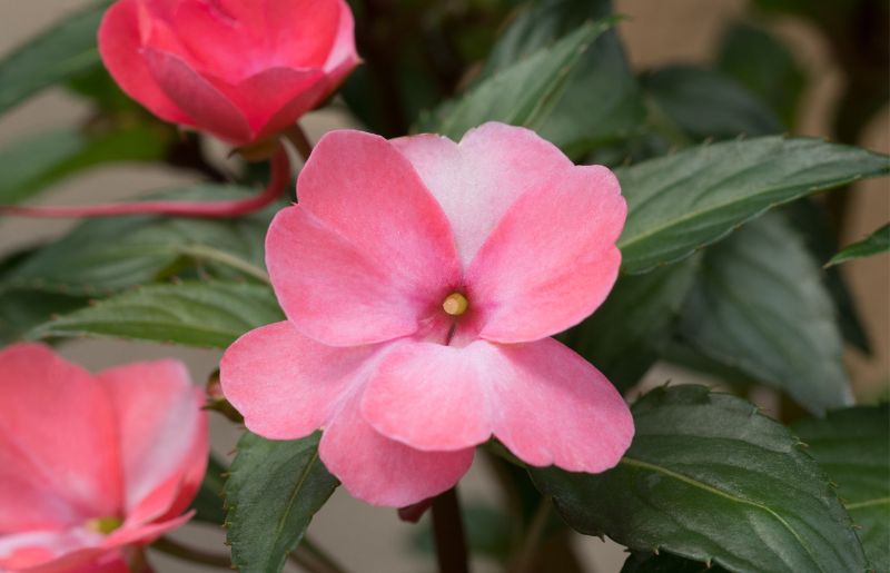 Impatiens - Polka Dot Companion Plant