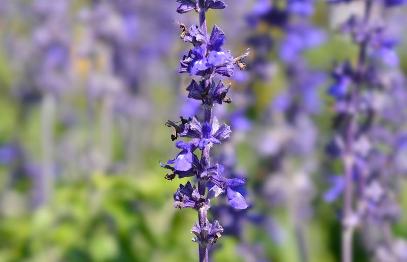 Mealy Cup Sage