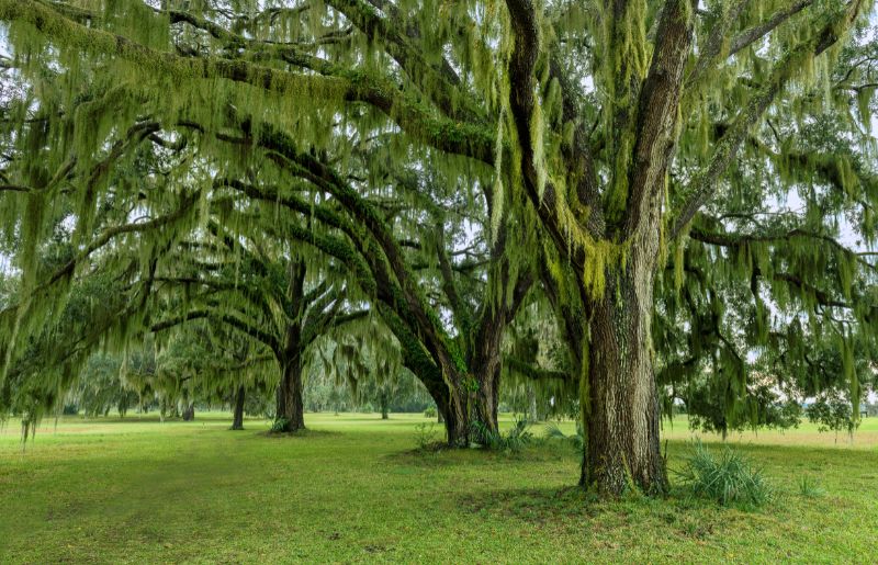 Oak Trees