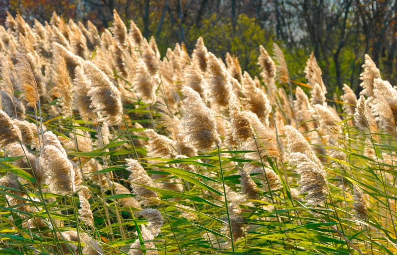 Ornamental Grasses