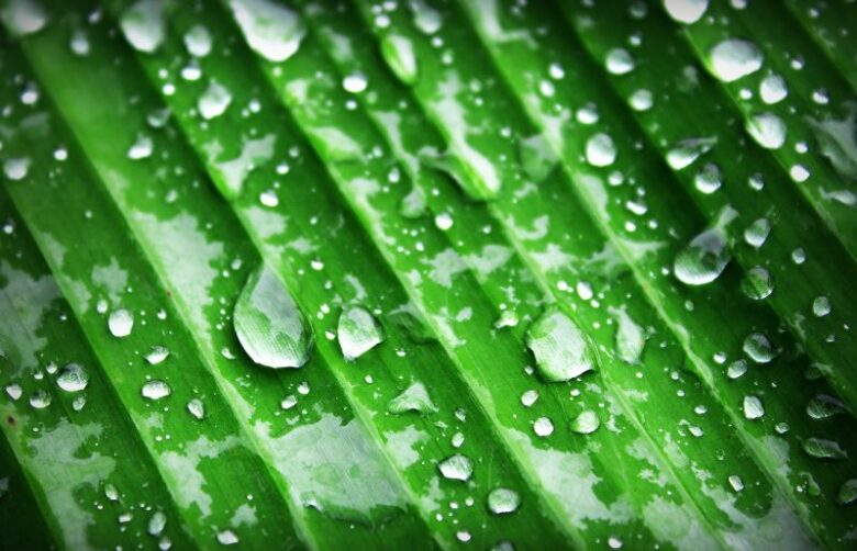 Vital Signs of Overwatering & Underwatering Banana Plant