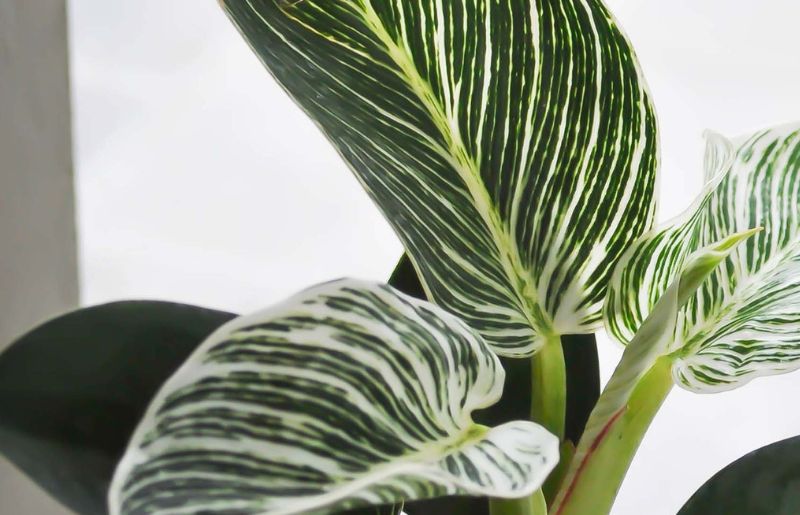 Philodendron - Polka Dot Companion Plant