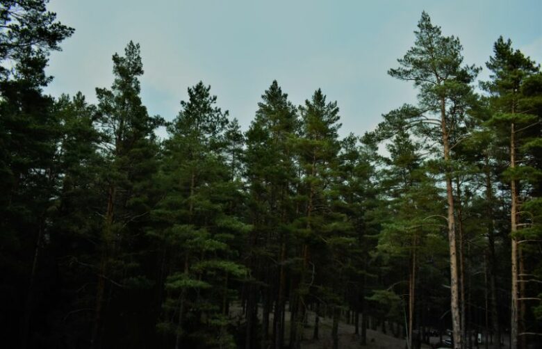 10 Trees That Don’t Lose Their Leaves