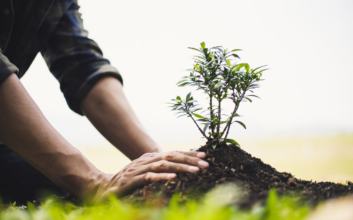 Which Plants Like Wood Ashes?