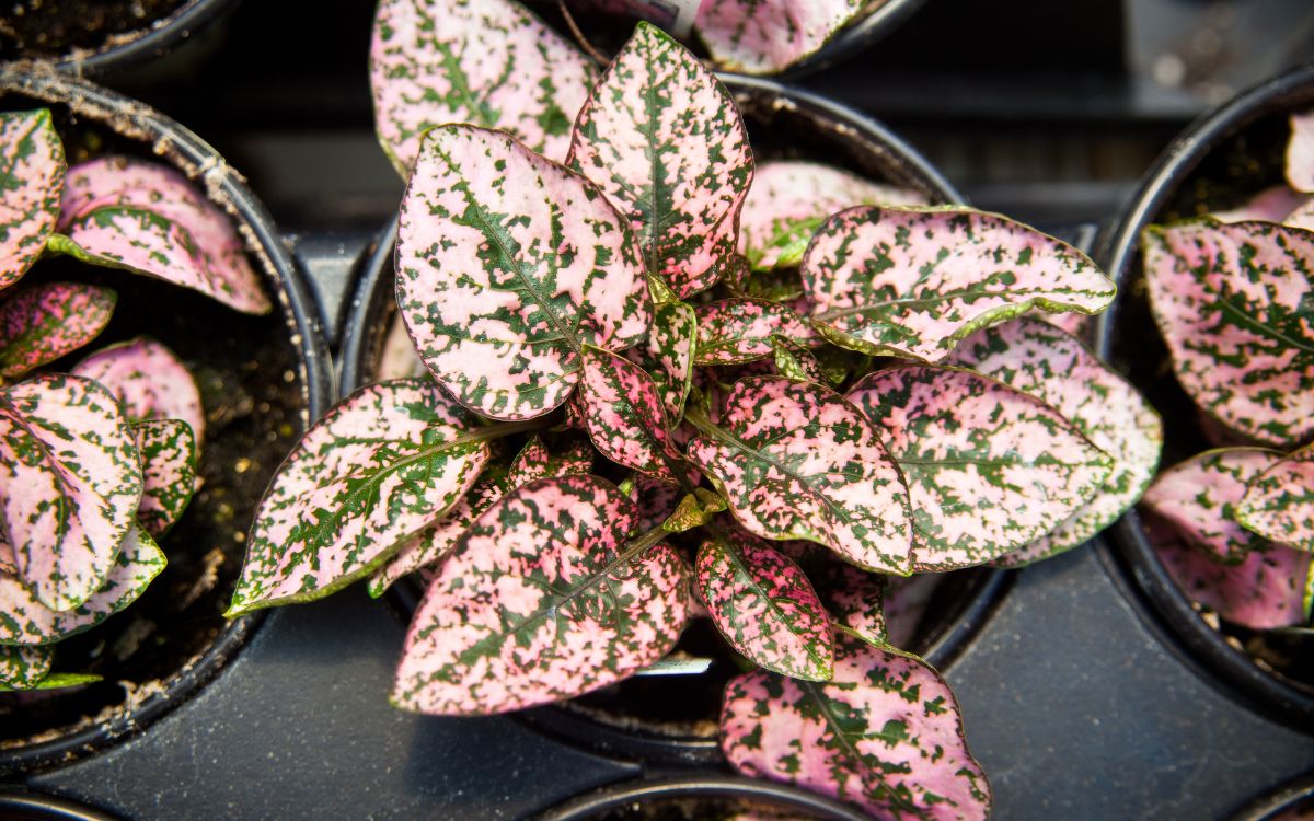 Polka Dot Plant Propagation (In DEPTH Guide)