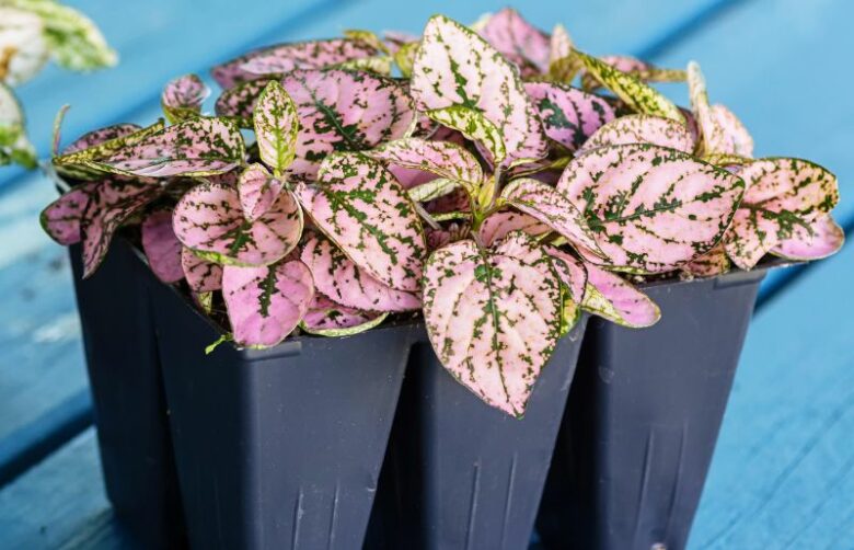 7 Ways To Fix Leggy Polka Dot Plants (The First is EASY)