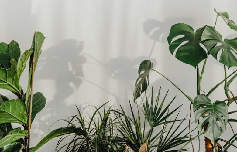 Guide to Stop Plant Pots From Blowing Over in Wind (2nd is EASY)