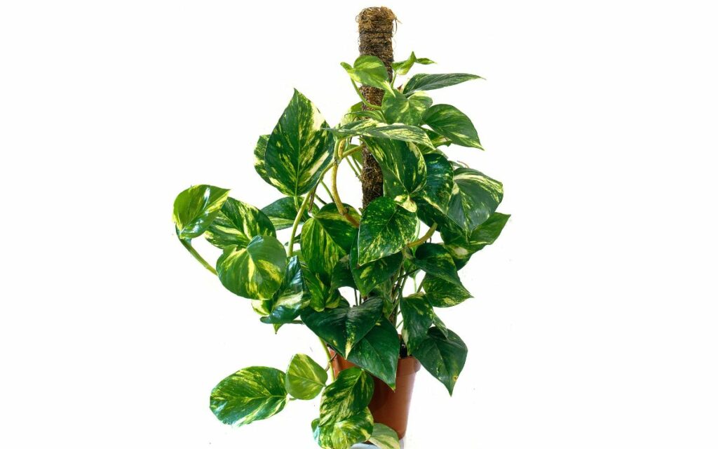 Pothos Moss Pole