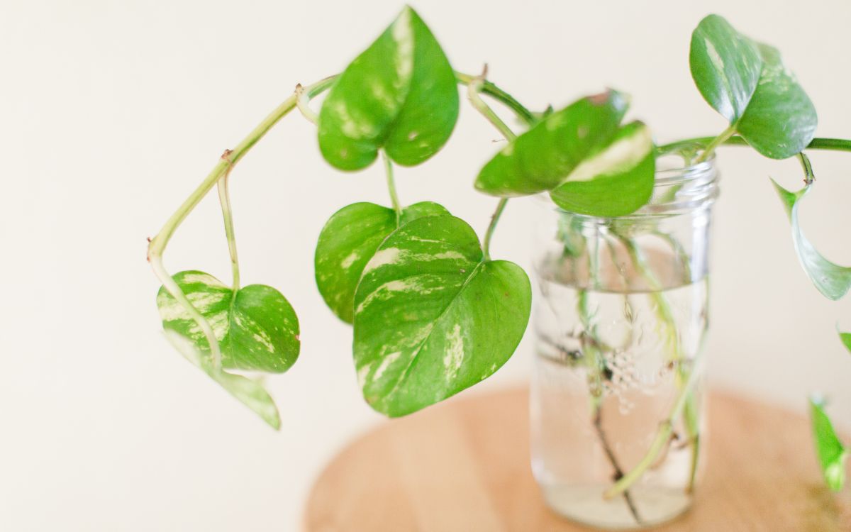 Why My Pothos Is Not Rooting