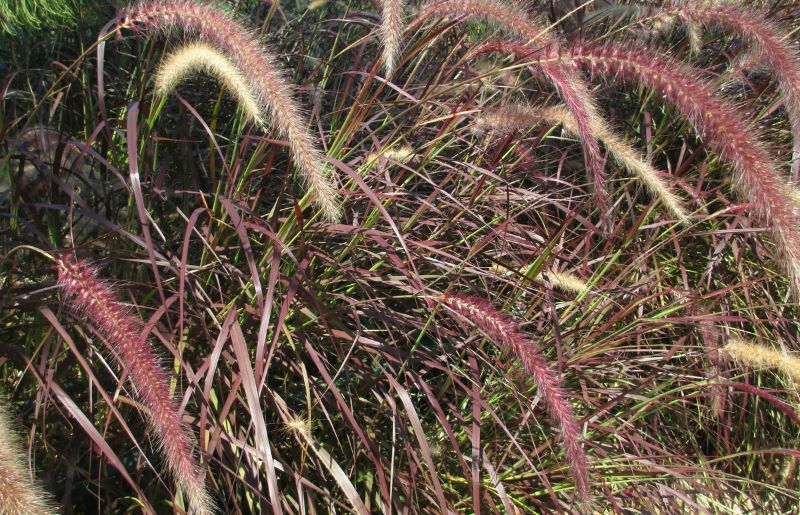 Purple Fountain Grass