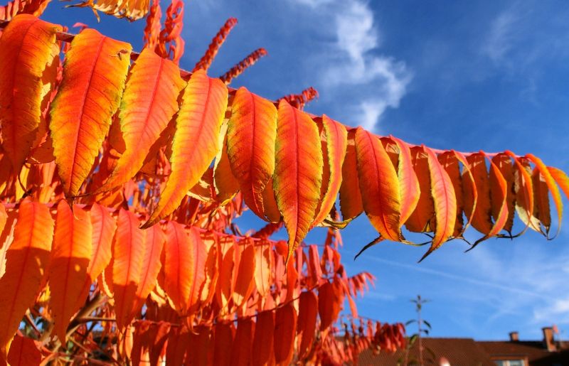 Golden Sumac