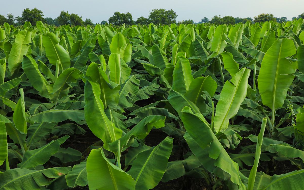 Vital Signs of Overwatering & Underwatering Banana Plant