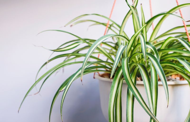 Spider Plant