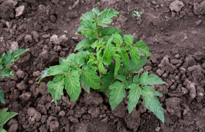 Tomato Plant