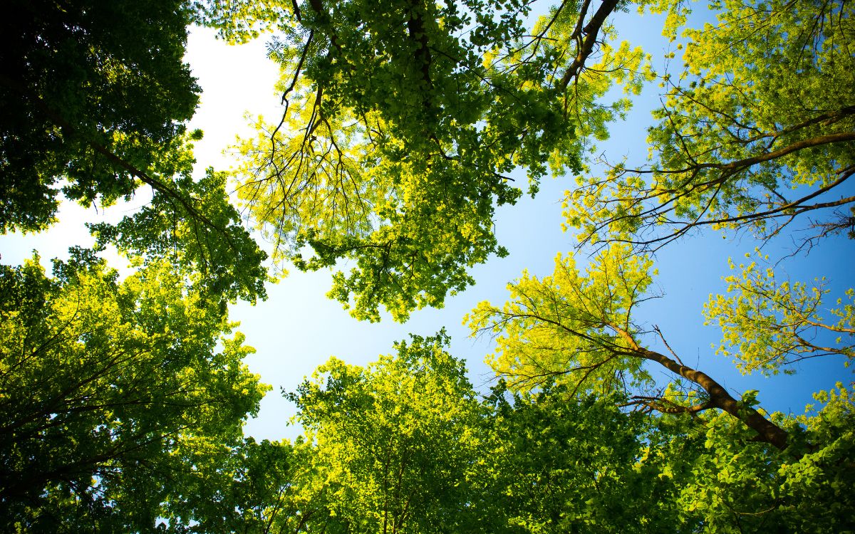 Trees That Don’t Lose Their Leaves