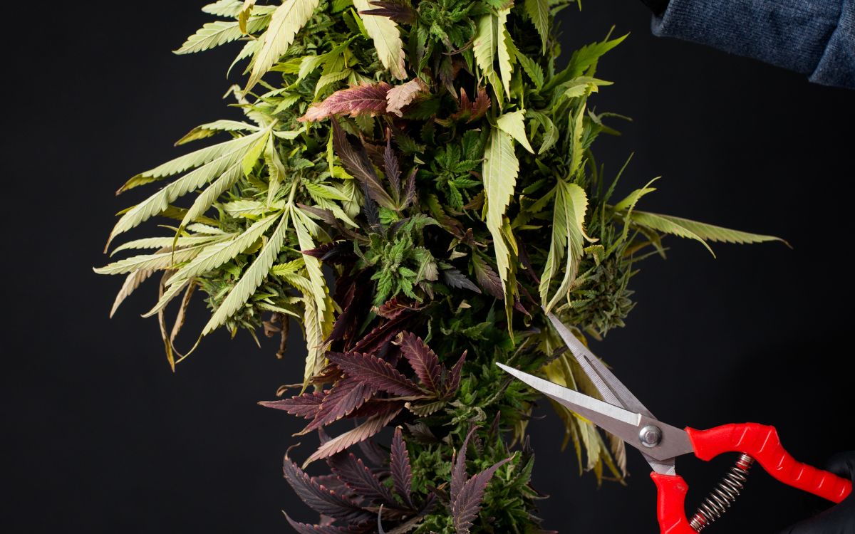 How To Trim Dead Plant Leaves (do it the right way!)