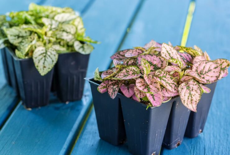 Polka Dot Plants Archives Spruceberg