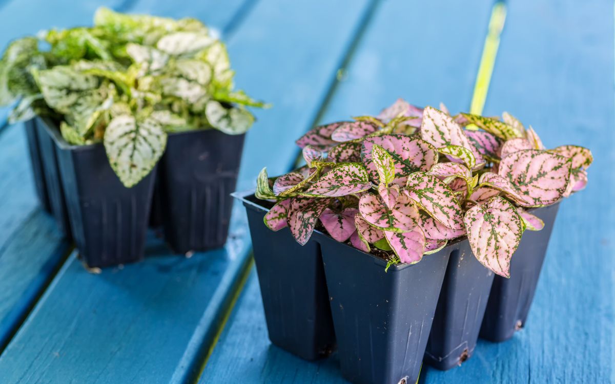 7 Types of Polka Dot Plants (Don’t Miss The 6th!)