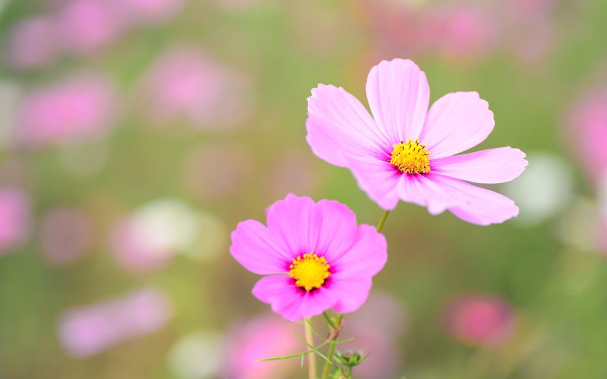 Why Aren't My Cosmos Flowering?