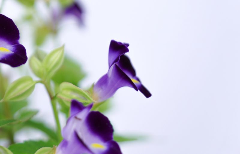 Wishbone Flower - Polka Dot Companion Plant