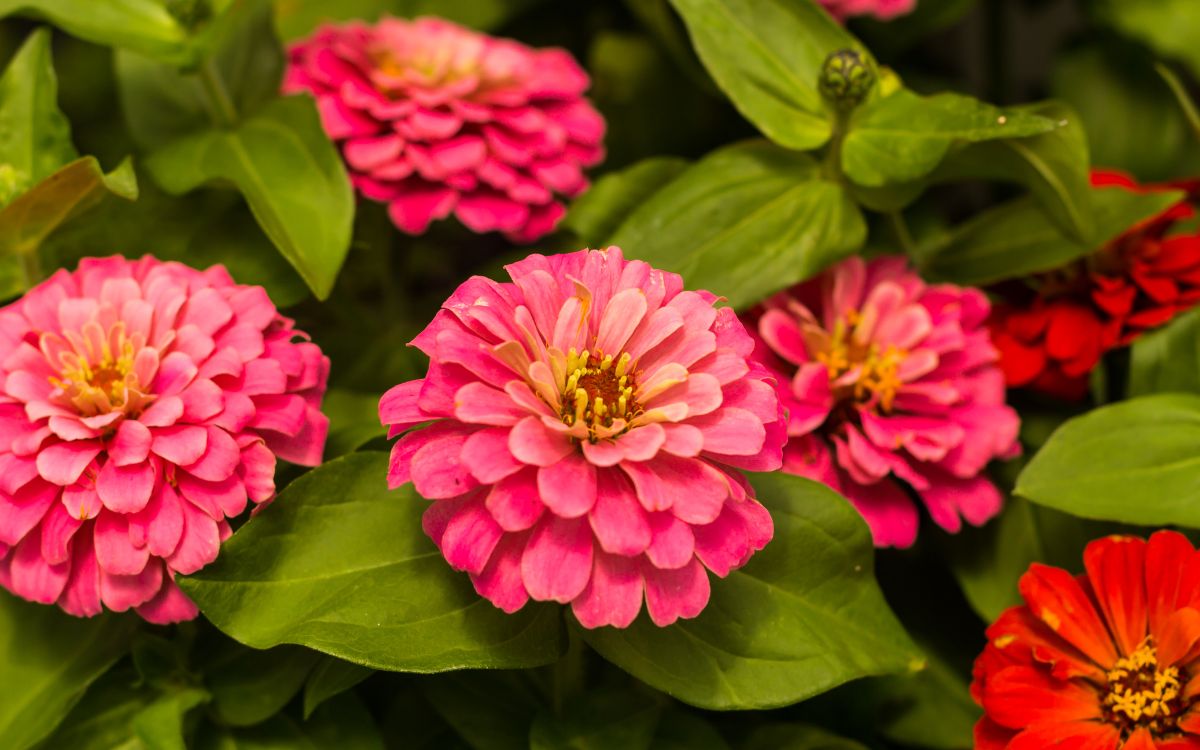 Zinnia Companion Plants