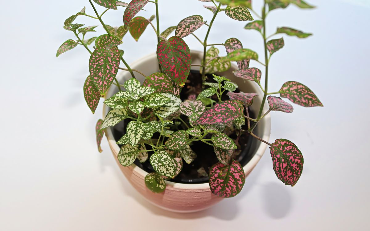 7 Ways To Fix Leggy Polka Dot Plants (The First is EASY)